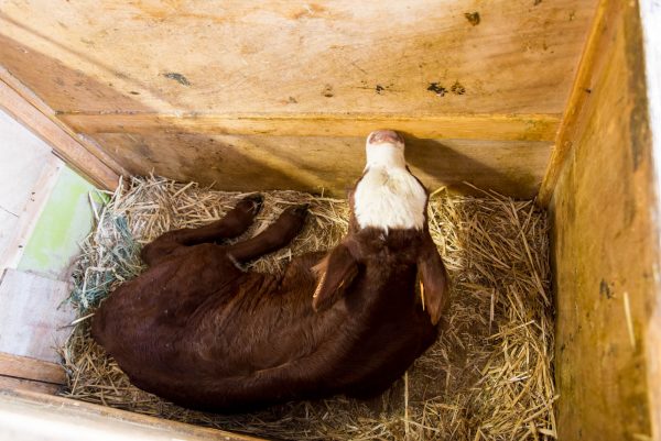 Visite de la ferme